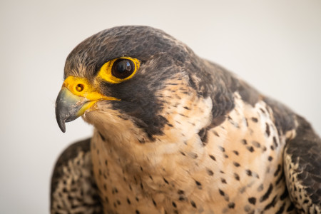 Falknerkurs 1