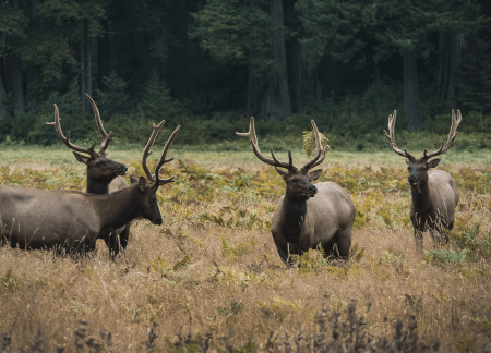 Jagd-Blockkurse