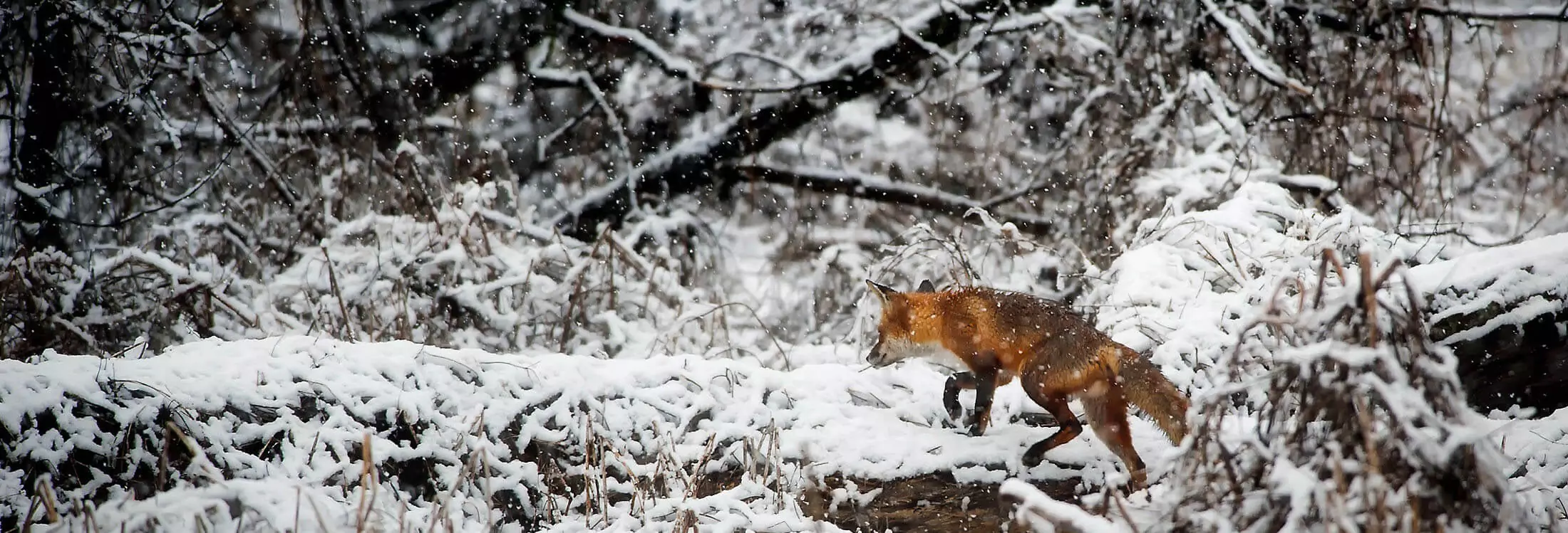 Fuchs im Schnee